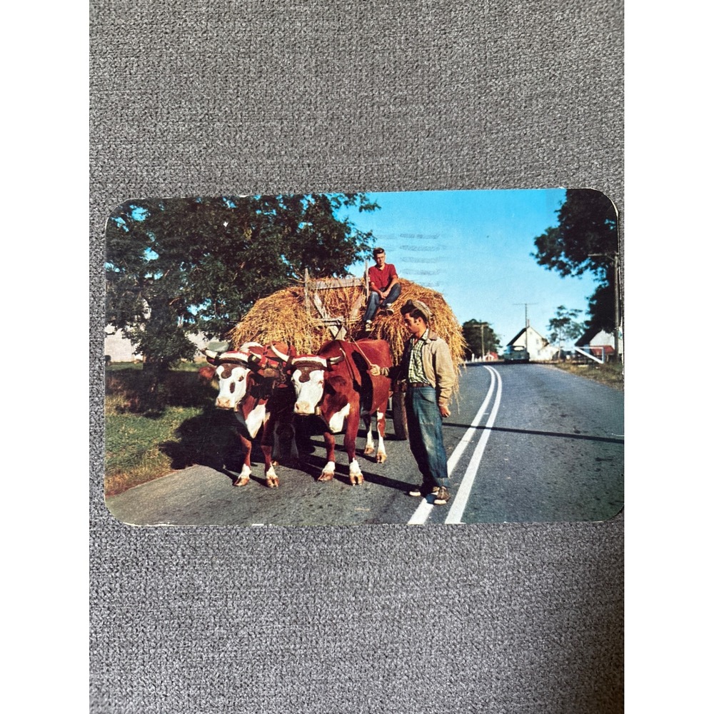 Vintage 1958 Oxen in Western Nova Scotia Postcard Bob Brooks Photo Canada Stamp
